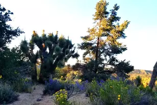 Off Big Pines Hwy Rd, Llano, CA 93544 - Photo 1