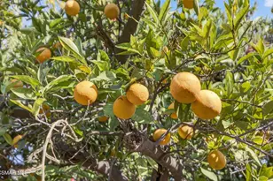 1560 Goodenough Rd, Fillmore, CA 93015 - Photo 77