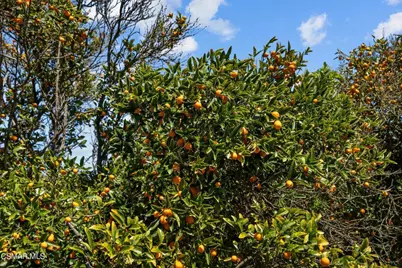 5682 Pine Grove Road, Santa Paula, CA 93060 - Photo 49