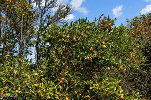 5682 Pine Grove Rd, Santa Paula, CA 93060 - Photo 49