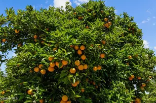 5682 Pine Grove Rd, Santa Paula, CA 93060 - Photo 35