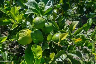 5682 Pine Grove Rd, Santa Paula, CA 93060 - Photo 41