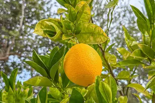 1394 Doral Cir, Westlake Village, CA 91362 - Photo 87