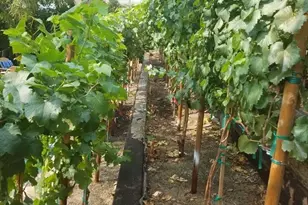 5019 Corral St, Simi Valley, CA 93063 - Photo 47