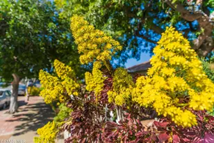 18049 Burbank Blvd, Encino, CA 91316 - Photo 11