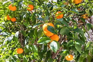 364 Eric Pl, Thousand Oaks, CA 91362 - Photo 5