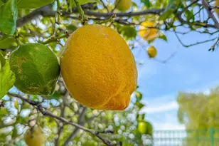 260 Sycamore Ridge St, Simi Valley, CA 93065 - Photo 55