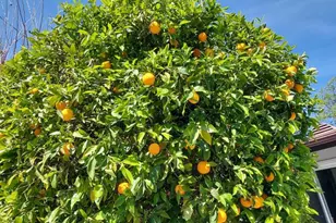 22 Van Dyke St, Thousand Oaks, CA 91360 - Photo 27