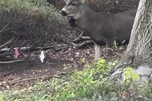 780 Covewood St, Oak Park, CA 91377 - Photo 31