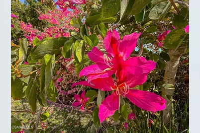 388 Via Cresta, Newbury Park, CA 91320 - Photo 61