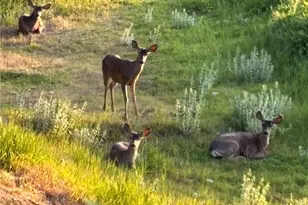 3076 Turnbull Canyon, Hacienda Heights, CA 91745 - Photo 53