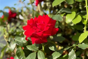 7738 Kraft Ave, North Hollywood, CA 91605 - Photo 23