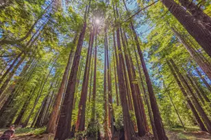 21601 Hellman Ln, Fort Bragg, CA 95437 - Photo 7