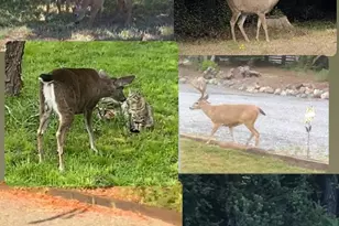 31400 Sherwood Rd, Fort Bragg, CA 95437 - Photo 7