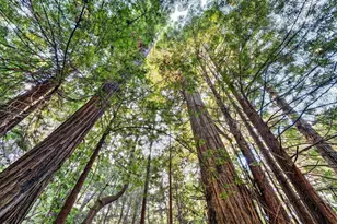 19400 Dorffi Rd, Fort Bragg, CA 95437 - Photo 43