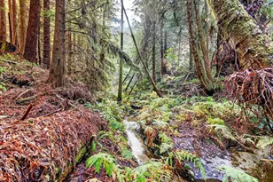 19400 Dorffi Rd, Fort Bragg, CA 95437 - Photo 3