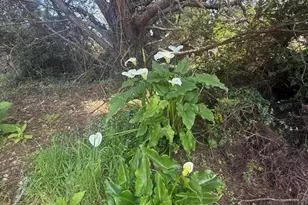 16875 Franklin Rd, Fort Bragg, CA 95437 - Photo 37