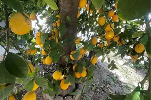 853 W Crestview St, Corona, CA 92882 - Photo 27