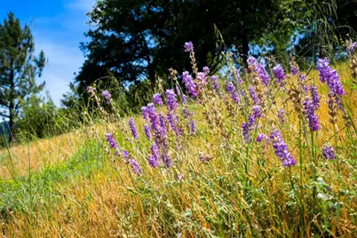 2645 Apple Lane, Julian, CA 92036 - Photo 51