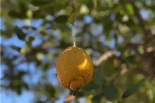 218 W Gardner, Long Beach, CA 90805 - Photo 41