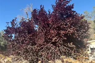 18266 Caliente Creek Rd, Caliente, CA 93518 - Photo 25