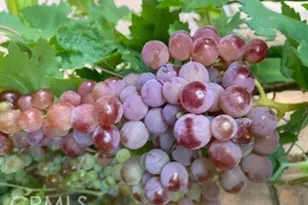 7908 Zona Ct, Riverside, CA 92507 - Photo 41