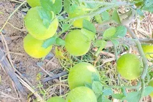 7908 Zona Ct, Riverside, CA 92507 - Photo 39