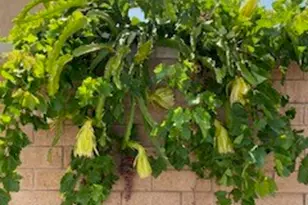 7908 Zona Ct, Riverside, CA 92507 - Photo 37