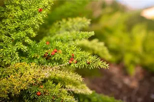 15002 Sagegrove Ln, Fontana, CA 92336 - Photo 65