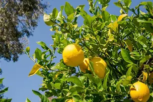 10843 Morning Ridge, Moreno Valley, CA 92557 - Photo 37