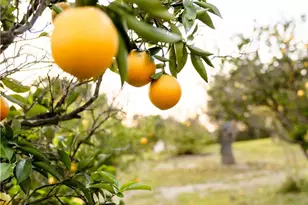 804 El Paisano, Fallbrook, CA 92028 - Photo 57