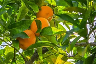 2244 N La Paz, Claremont, CA 91711 - Photo 59