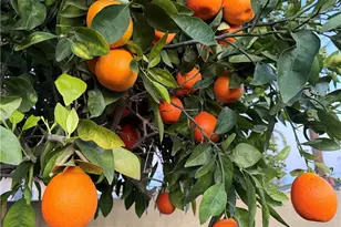 5039 Tyler, Chino, CA 91710 - Photo 21