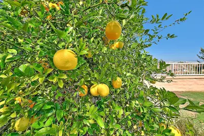 16243 Annatto Court, Chino Hills, CA 91709 - Photo 65