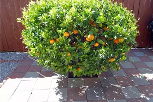 5113 Langham, Covina, CA 91724 - Photo 31