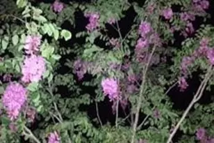 15542 Kiamichi, Apple Valley, CA 92307 - Photo 37