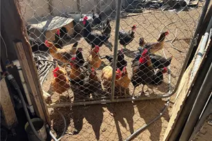 9206 Limonite, Jurupa Valley, CA 92509 - Photo 5