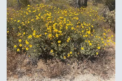 0 Mesquite Road, Pinon Hills, CA 92372 - Photo 21