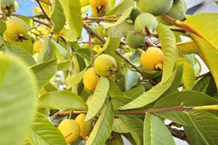 8389 Baker Ave, Rancho Cucamonga, CA 91730 - Photo 7