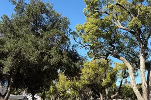 209 Carlton, Pasadena, CA 91103 - Photo 7