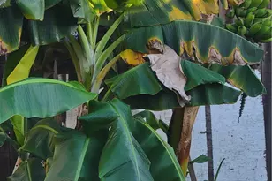 1934 Vineyard, Los Angeles, CA 90016 - Photo 31