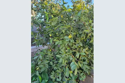 1934 Vineyard, Los Angeles, CA 90016 - Photo 33