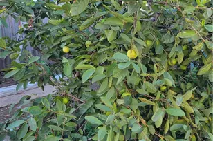 1934 Vineyard, Los Angeles, CA 90016 - Photo 33