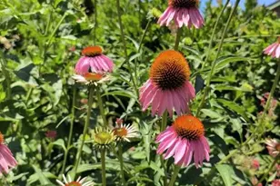 33463 Rd 233, North Fork, CA 93643 - Photo 73