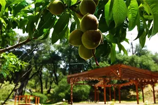 5049 CA-78, Santa Ysabel, CA 92070 - Photo 55