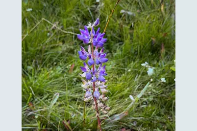 67922 Beasore Road, Bass Lake, CA 93604 - Photo 25