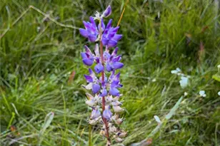 67922 Beasore Rd, Bass Lake, CA 93604 - Photo 25