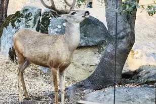 43656 Crystal Cave Cir, Coarsegold, CA 93614 - Photo 47