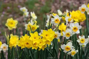 40957 Shandee Ln, Ahwahnee, CA 93601 - Photo 63