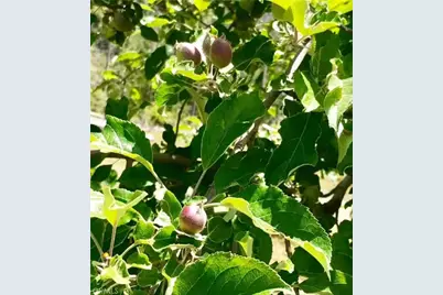 6132 Chowchilla Mountain, Mariposa, CA 95338 - Photo 53